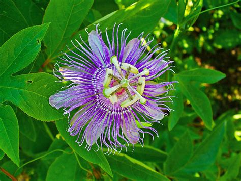 passionflower herb